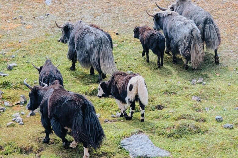 Yaks Kyrgizie