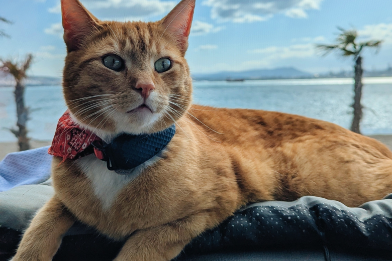 Ollie op het dashboard - Turkse kust
