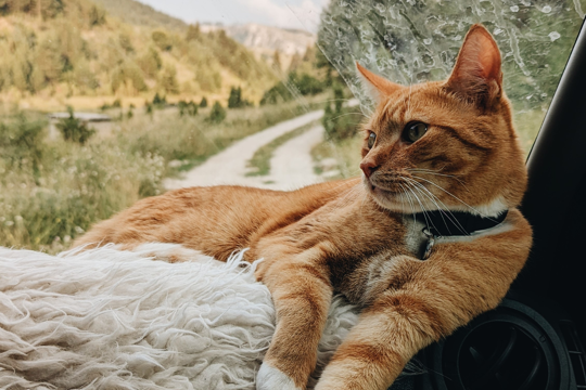 Ollie dashboard