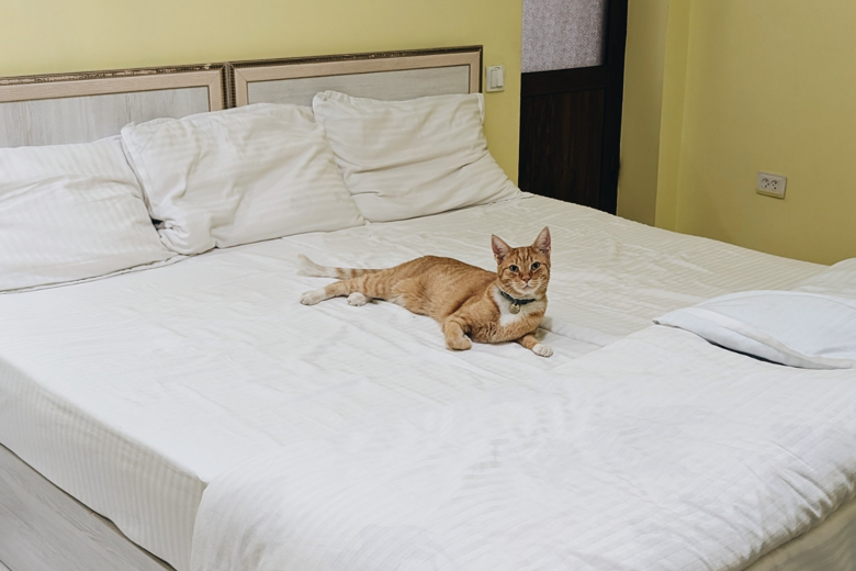 Guesthouse in Samarkand